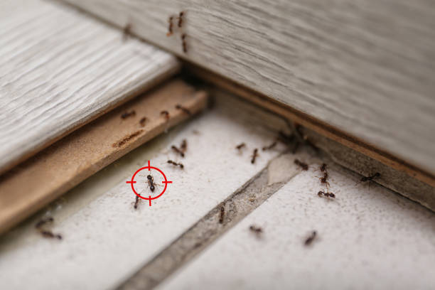 Best Pest Prevention Services  in Farmington, MS