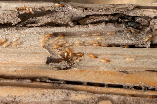 Best Pest Control Near Me  in Farmington, MS