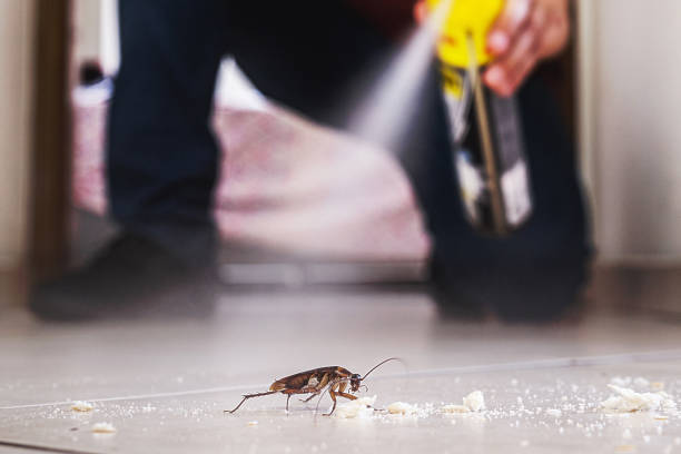 Best Flea Control Services  in Farmington, MS